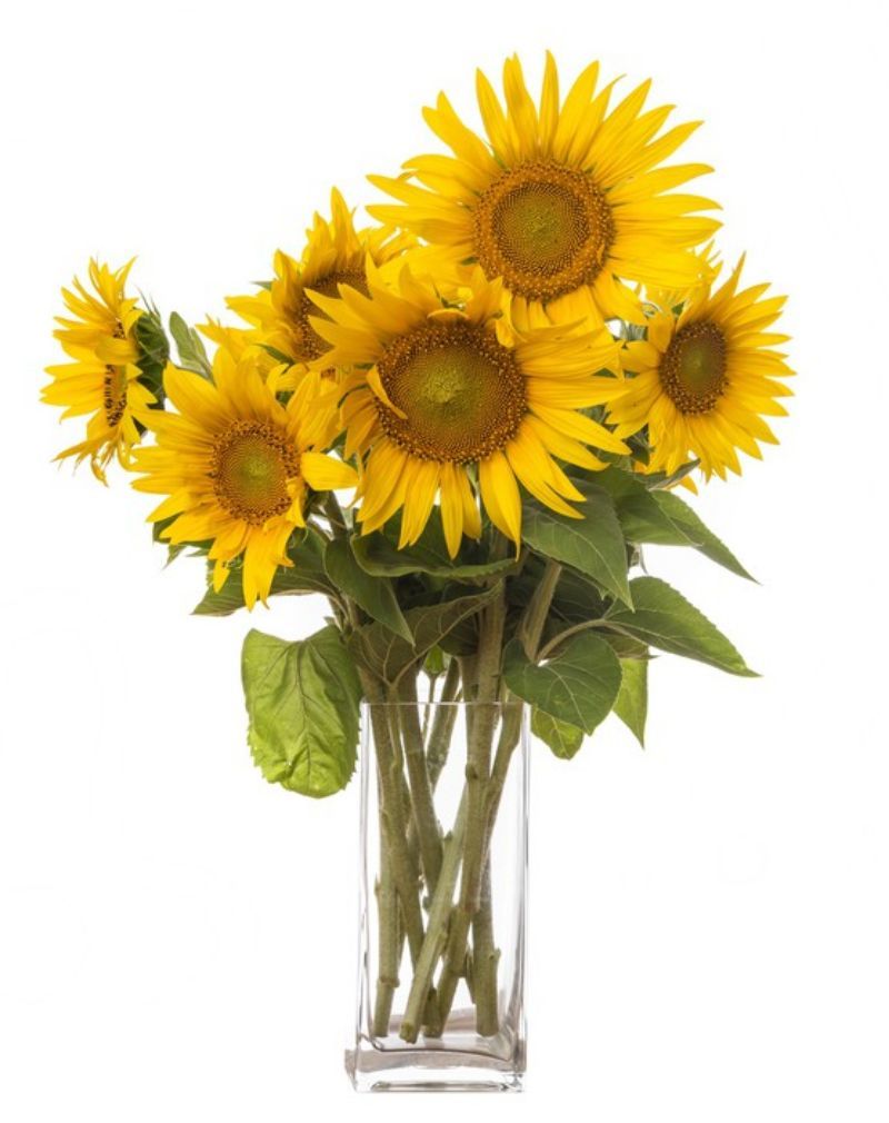 Girasoli Fast Home Delivery In And Around Milan Flowers Milan Flowers Delivery At Home Milan And Surroundings